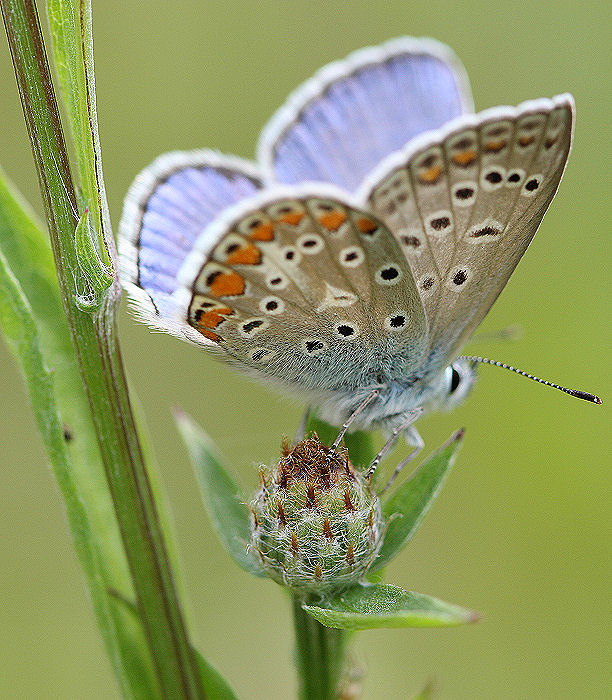 identificare la farfalla